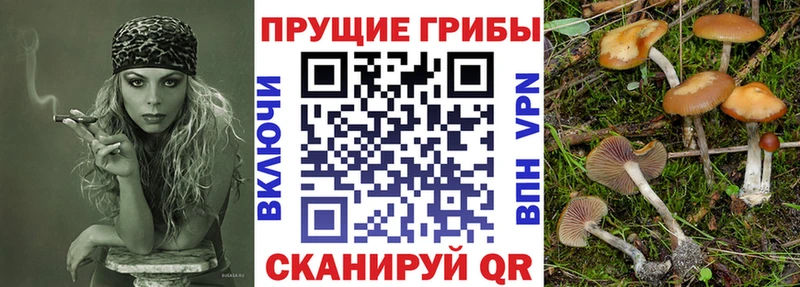 купить  цена  Новопавловск  Псилоцибиновые грибы мухоморы 